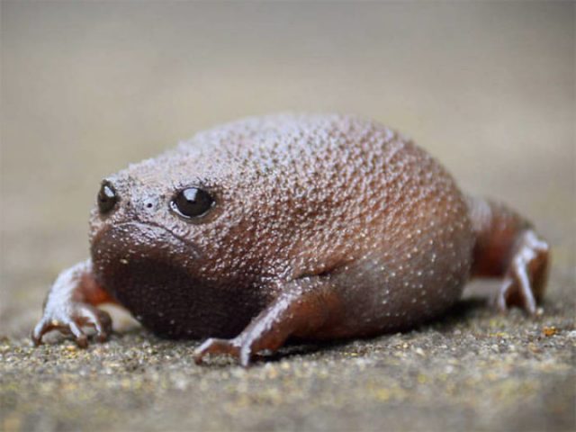 This Type Of Frog From Africa Looks Like A Grumpy Avocado