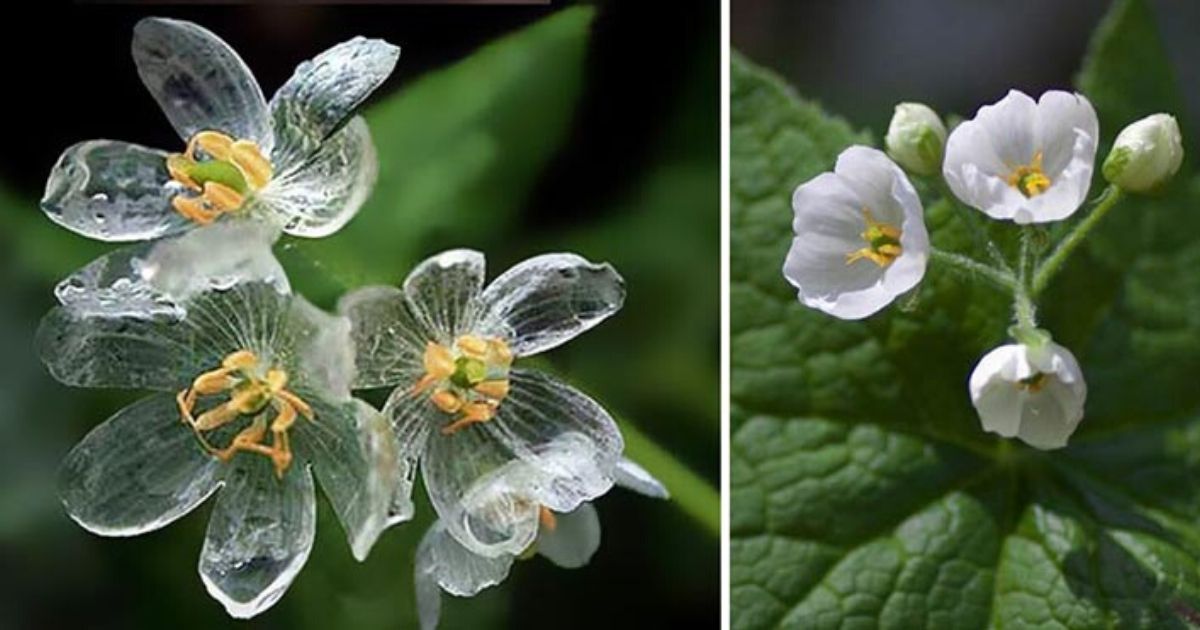 The Petals Of This Flower Become Transparent When They Get Wet